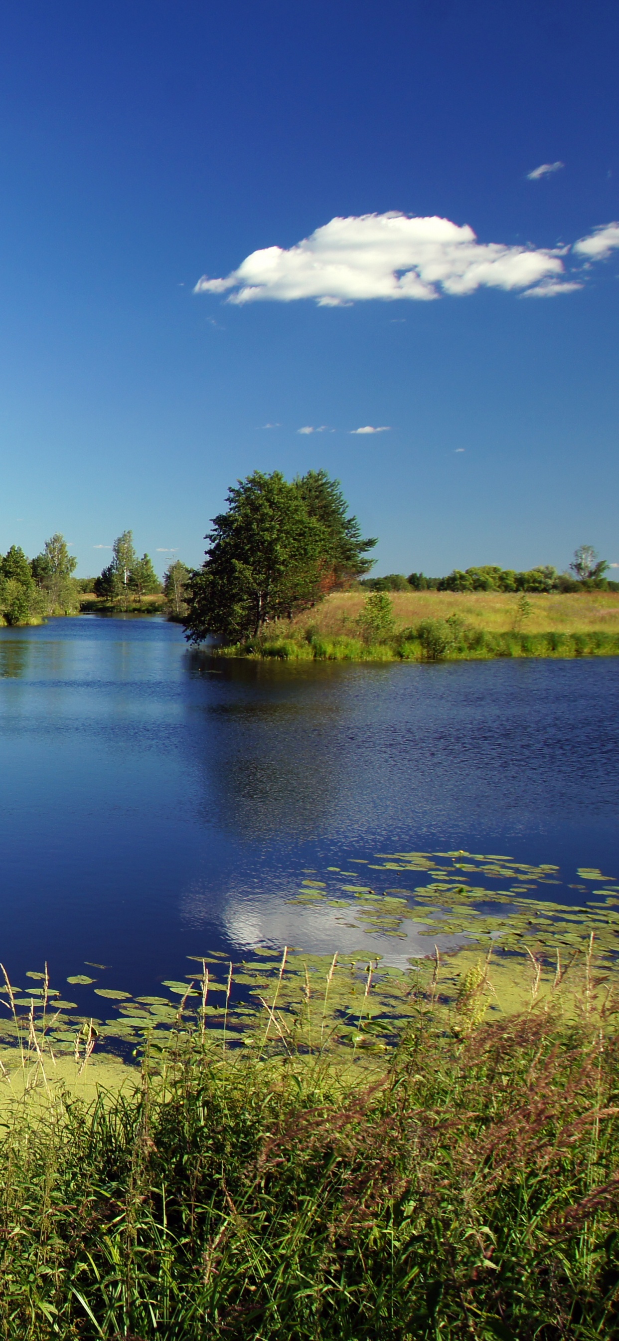 Green Trees Beside River Under Blue Sky During Daytime. Wallpaper in 1242x2688 Resolution