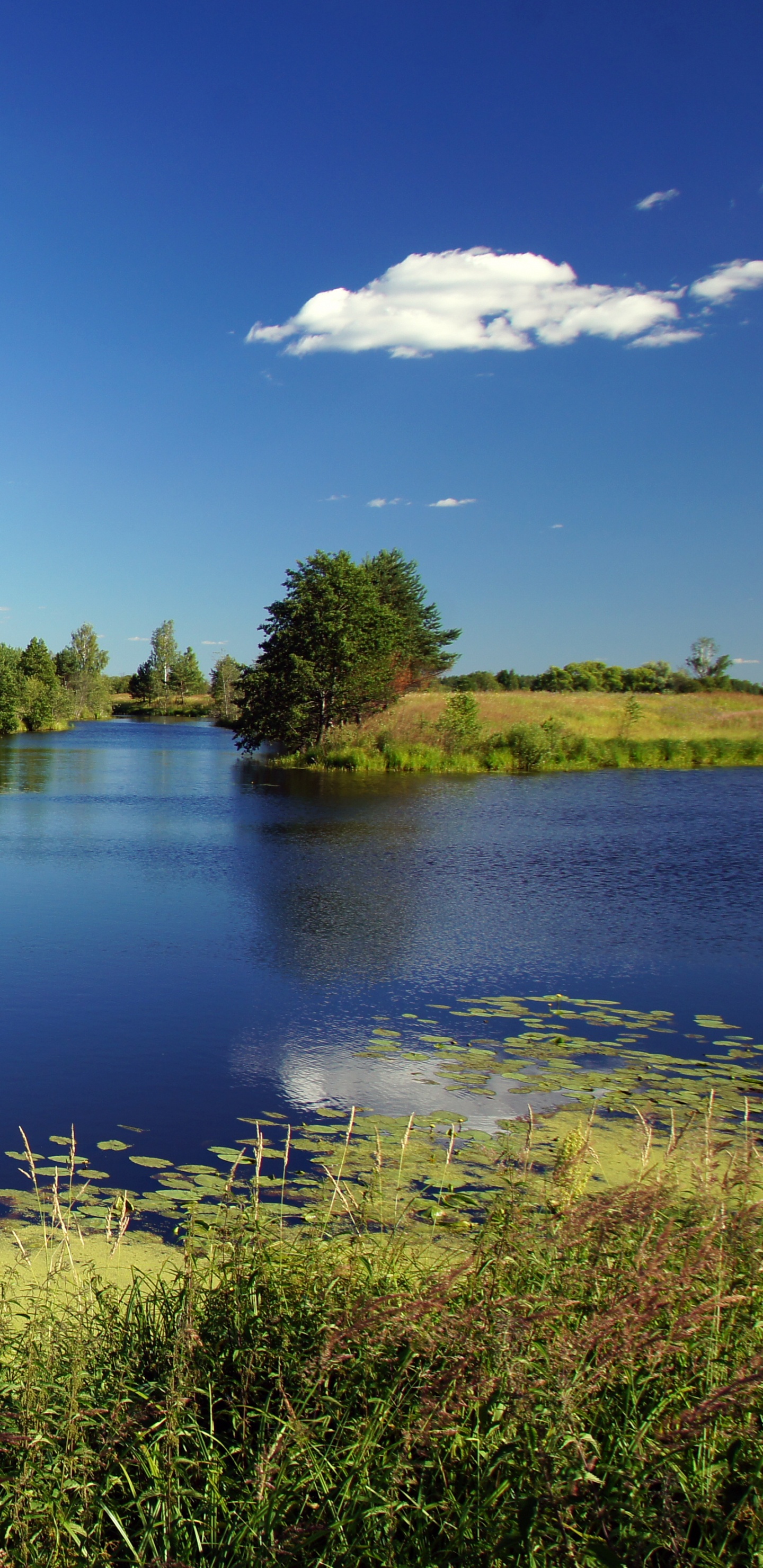 Green Trees Beside River Under Blue Sky During Daytime. Wallpaper in 1440x2960 Resolution