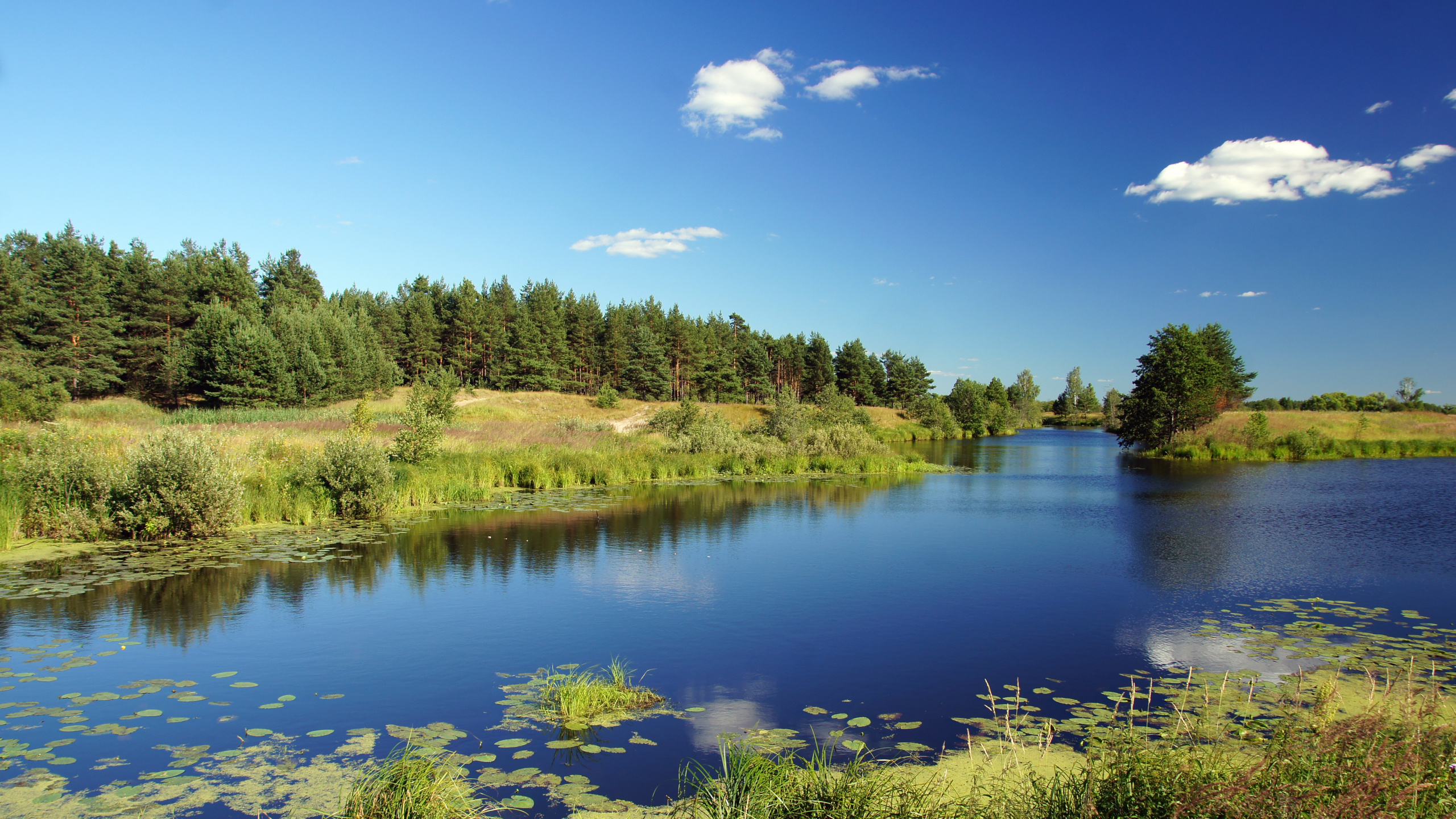 Green Trees Beside River Under Blue Sky During Daytime. Wallpaper in 2560x1440 Resolution