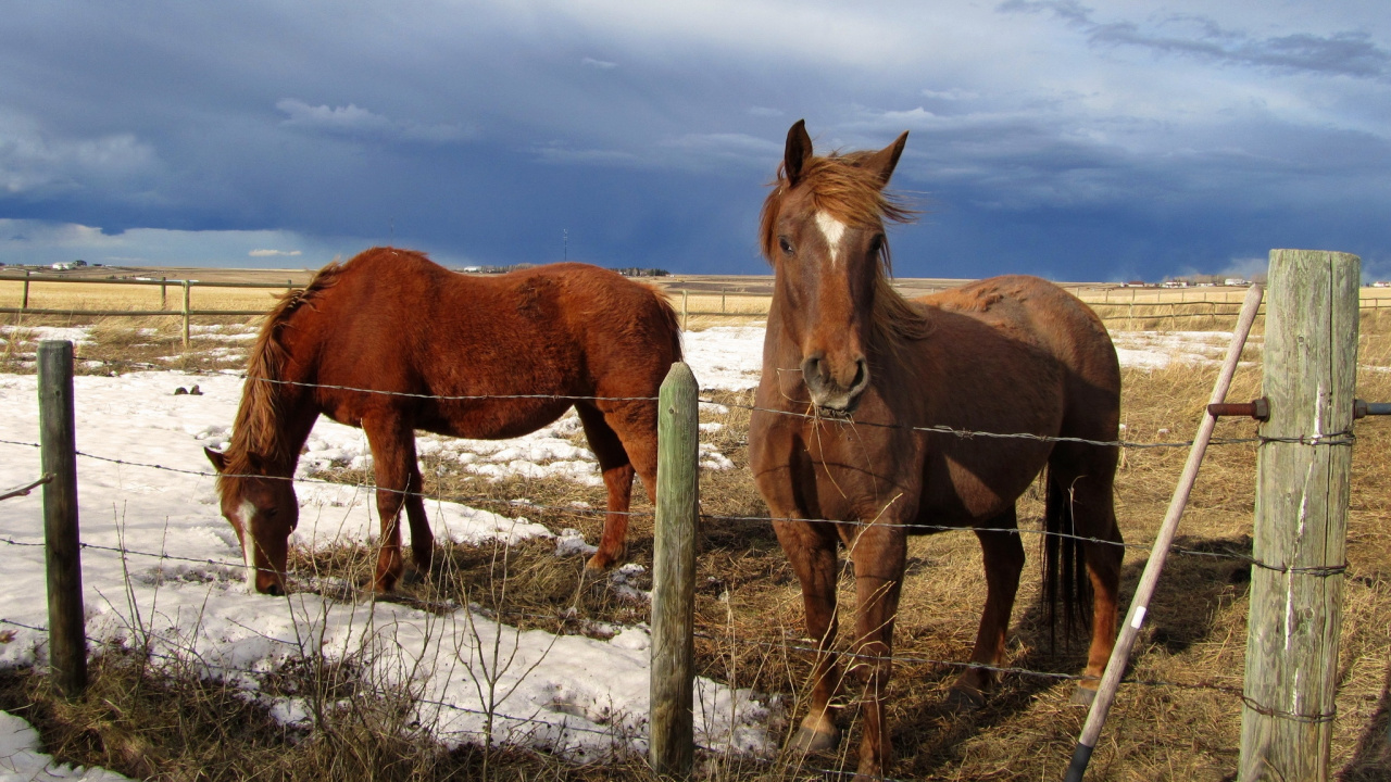 Brown Horse on Brown Grass Field During Daytime. Wallpaper in 1280x720 Resolution