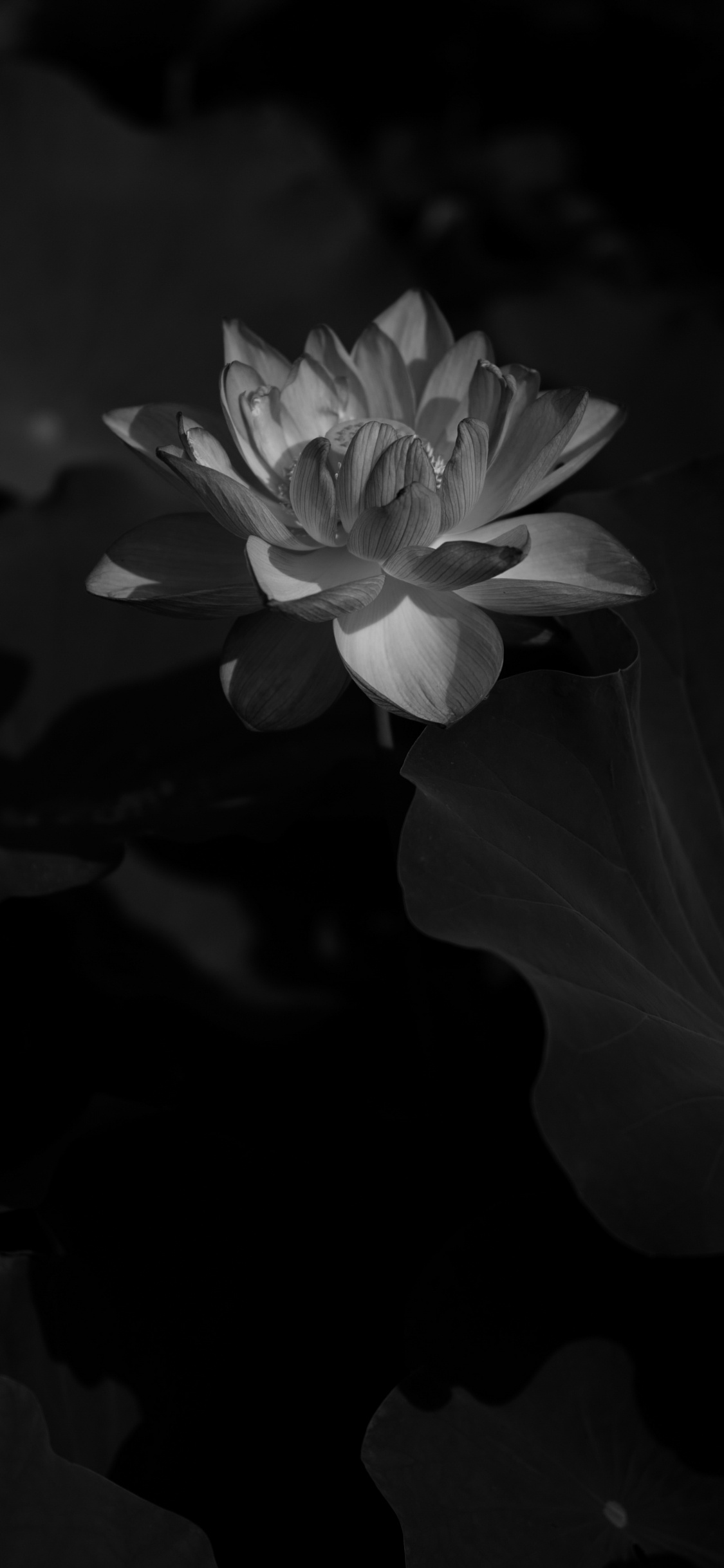 Grayscale Photo of a Flower. Wallpaper in 1125x2436 Resolution
