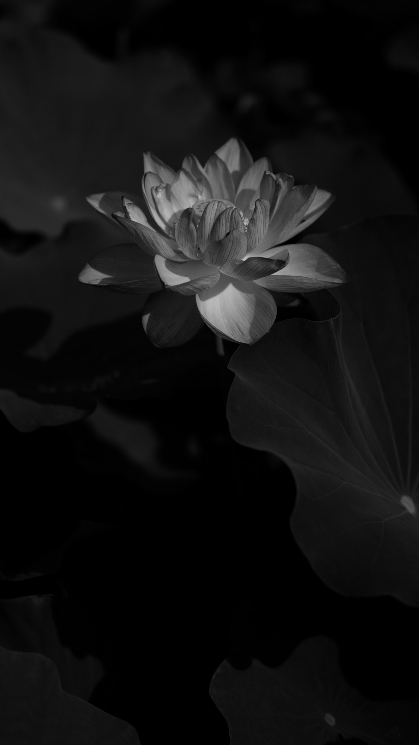 Grayscale Photo of a Flower. Wallpaper in 1440x2560 Resolution