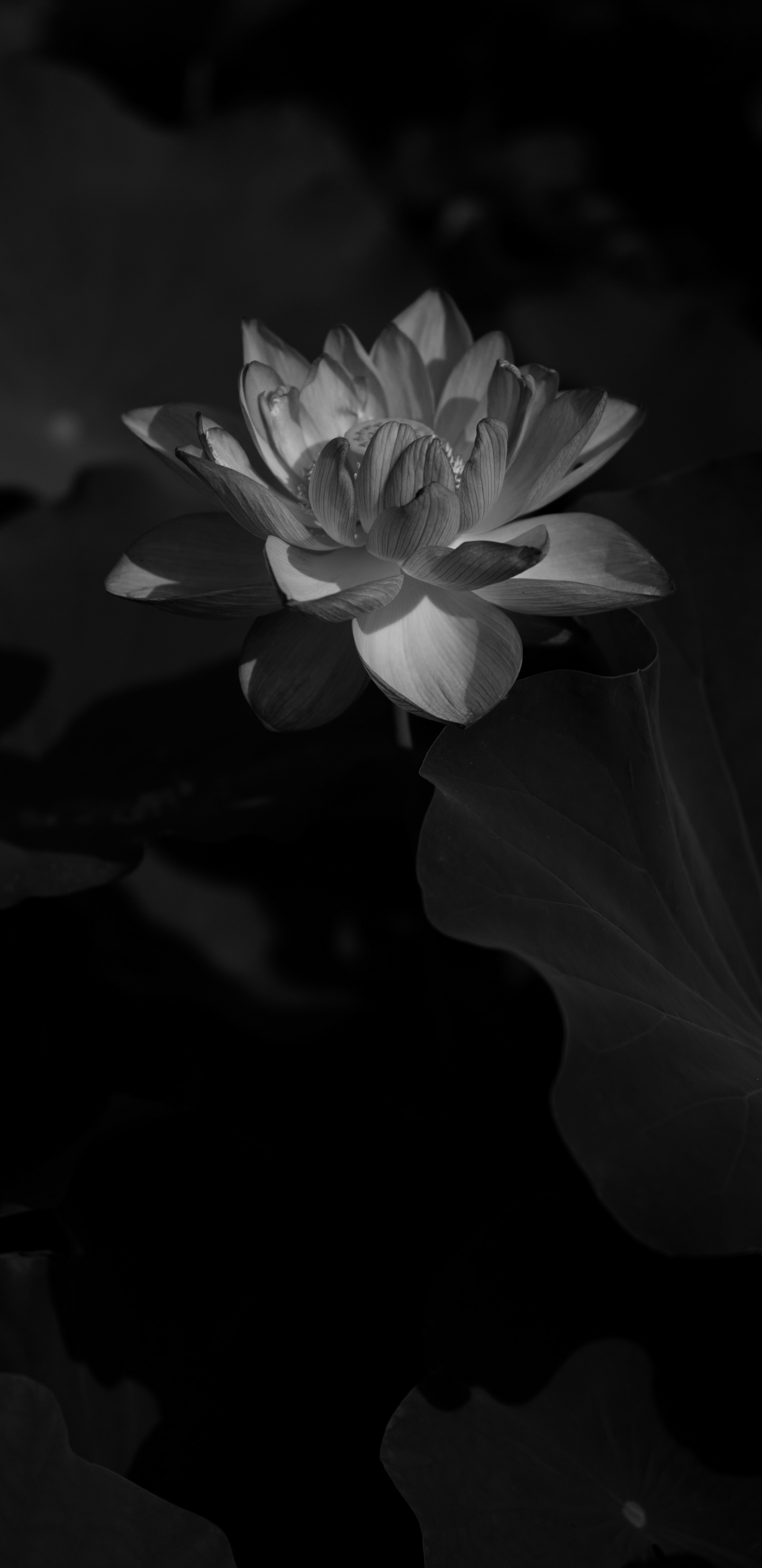Grayscale Photo of a Flower. Wallpaper in 1440x2960 Resolution