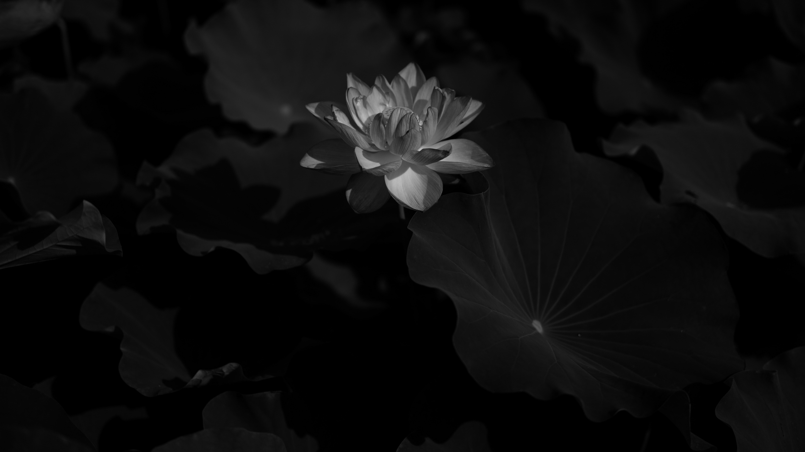 Grayscale Photo of a Flower. Wallpaper in 2560x1440 Resolution