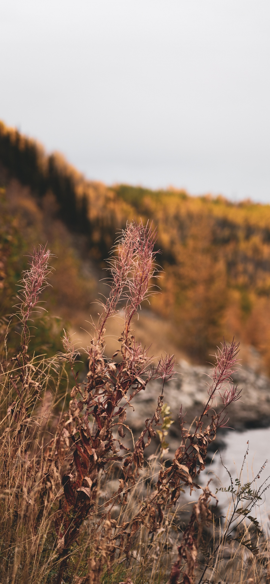 Natur, Vegetation, Naturlandschaft, Blatt, Wildnis. Wallpaper in 1125x2436 Resolution