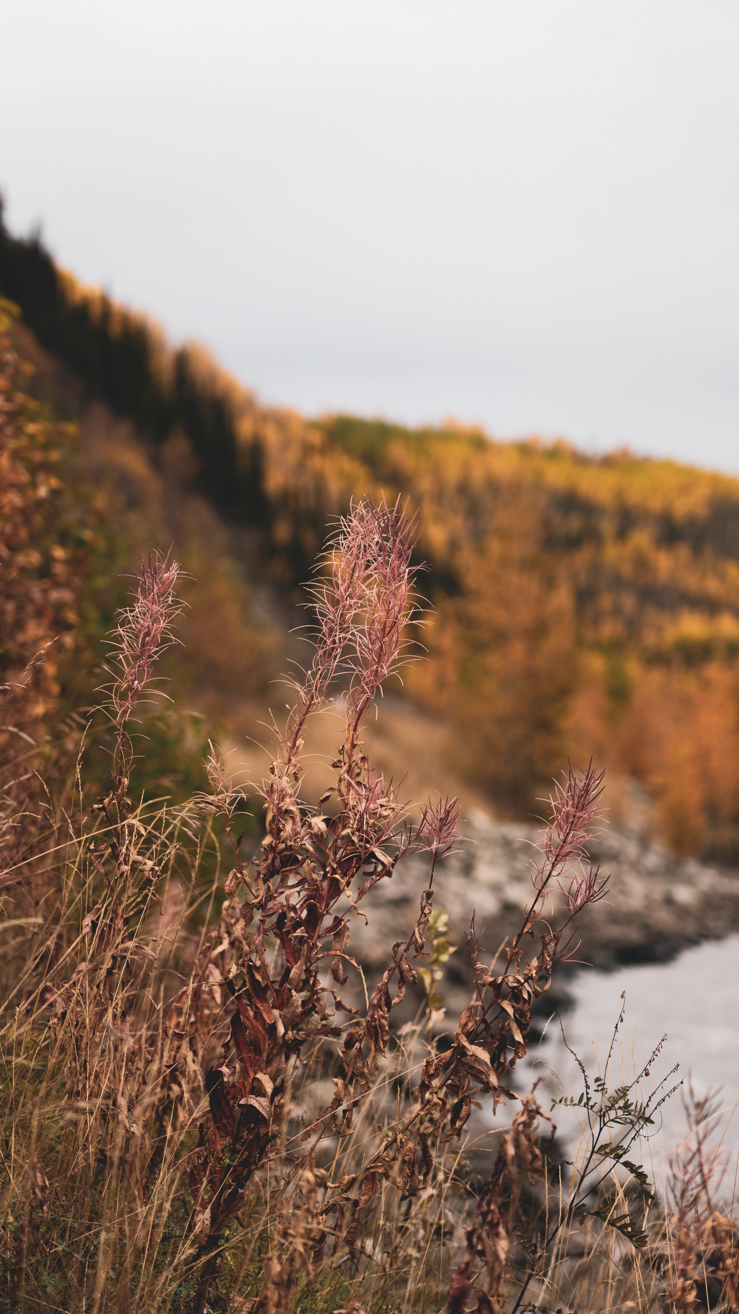 Natur, Vegetation, Naturlandschaft, Blatt, Wildnis. Wallpaper in 1440x2560 Resolution
