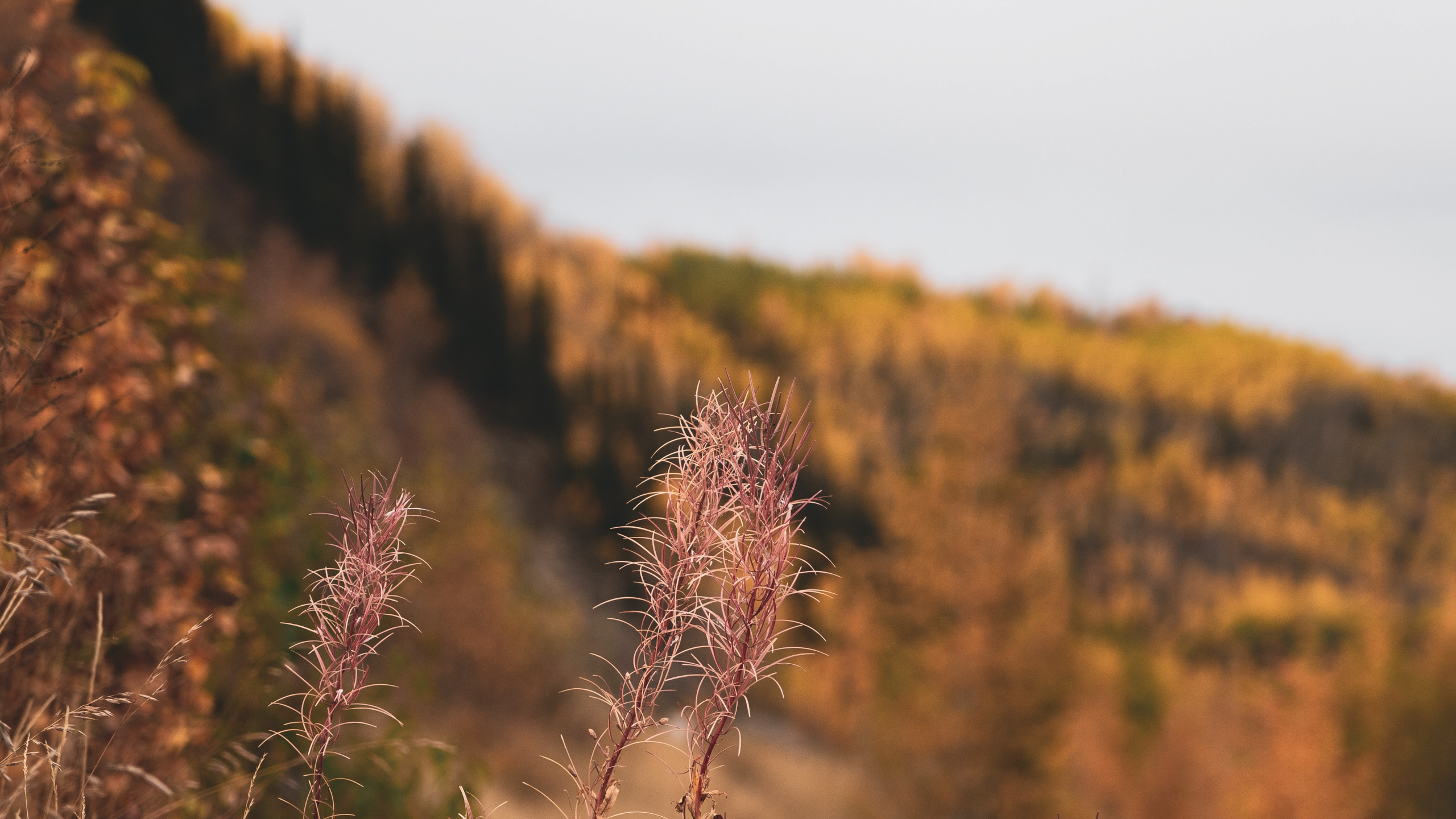 Nature, Vegetation, Natural Landscape, Leaf, Wilderness. Wallpaper in 2560x1440 Resolution