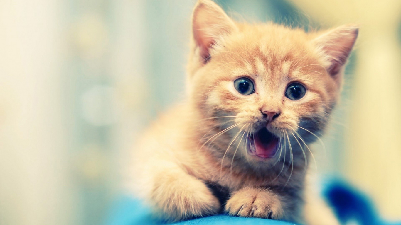 Gatito Atigrado Naranja Sobre Textil Azul. Wallpaper in 1366x768 Resolution