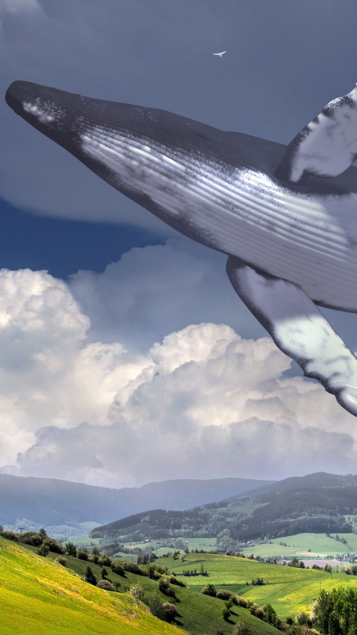 Surrealism, Cloud, Green, Bird, Nature. Wallpaper in 720x1280 Resolution