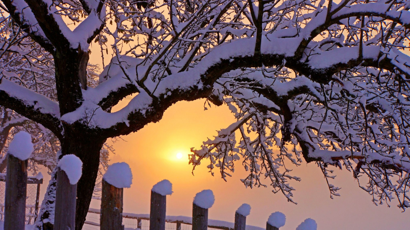 Brown Wooden Fence Near Trees During Sunset. Wallpaper in 1366x768 Resolution