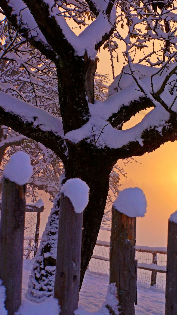 Brown Wooden Fence Near Trees During Sunset. Wallpaper in 750x1334 Resolution