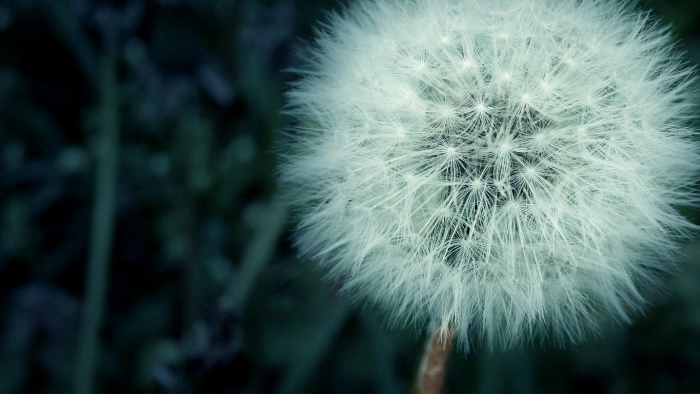 White Dandelion in Close up Photography. Wallpaper in 1366x768 Resolution