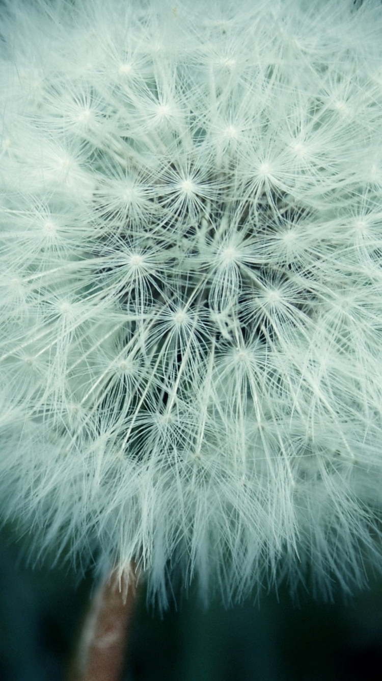 White Dandelion in Close up Photography. Wallpaper in 750x1334 Resolution