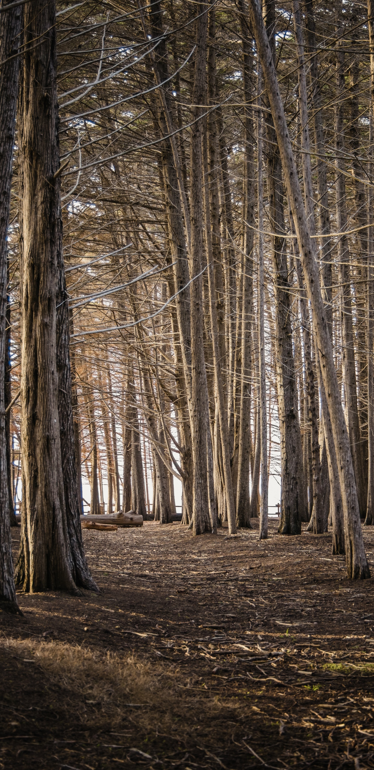 Baum, Holz, Naturlandschaft, Zweig, Terrestrische Pflanzen. Wallpaper in 1440x2960 Resolution