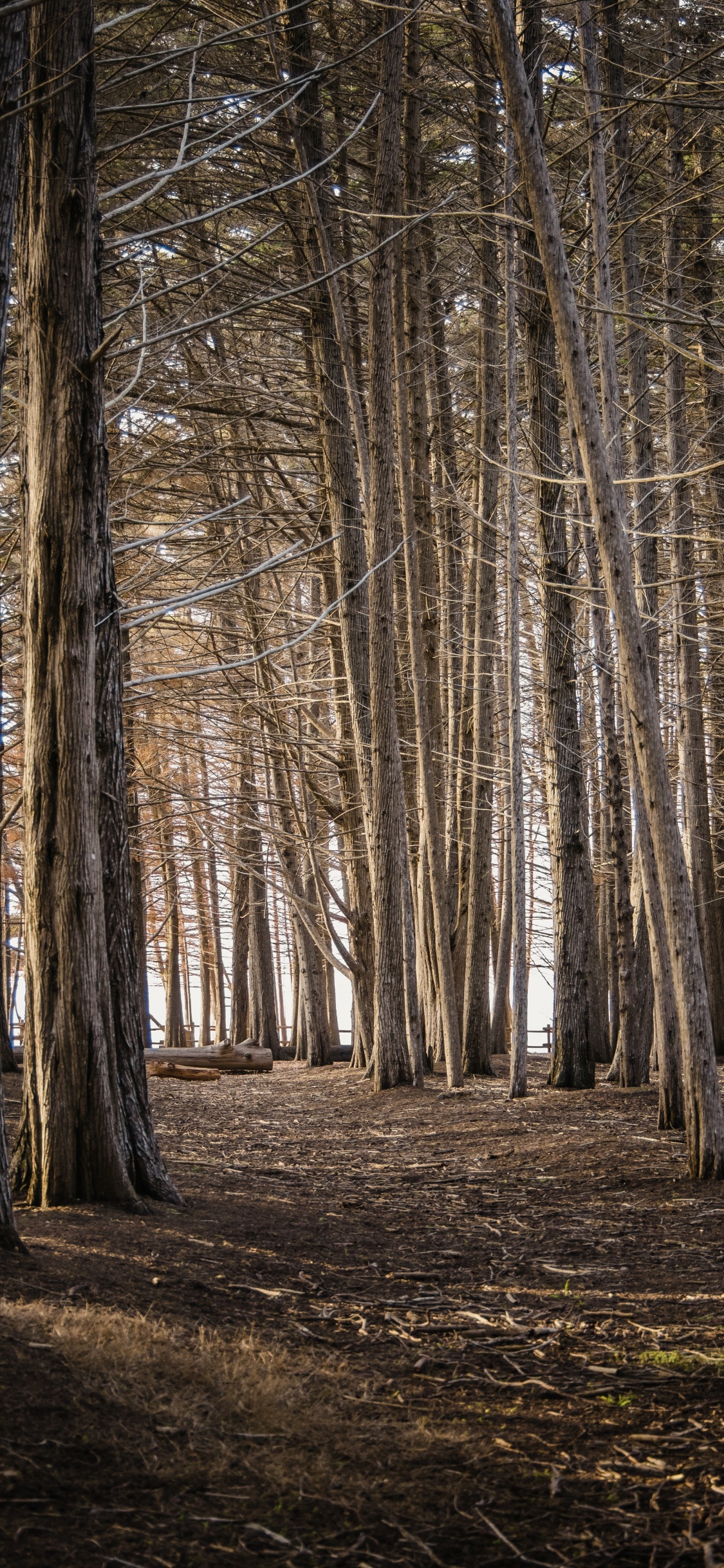 Bosque, Gráficos, Madera, Paisaje Natural, Ramita. Wallpaper in 1125x2436 Resolution