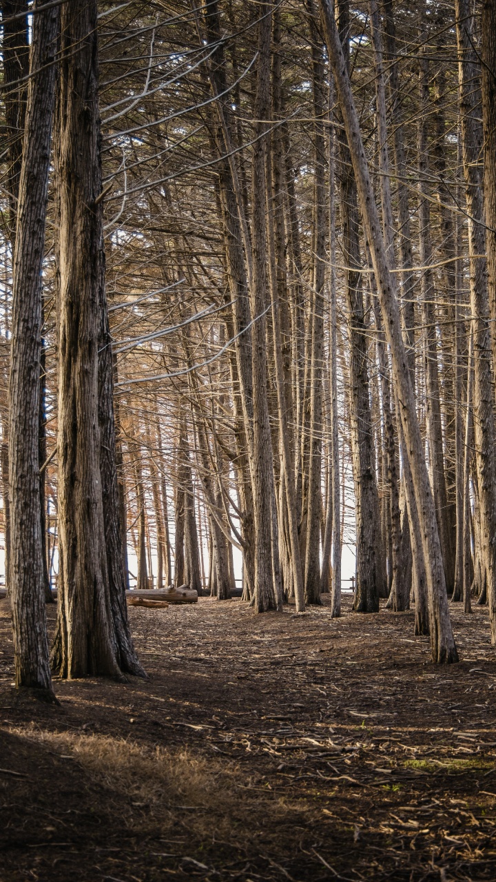 Woodland, Tree, Graphics, Wood, Natural Landscape. Wallpaper in 720x1280 Resolution