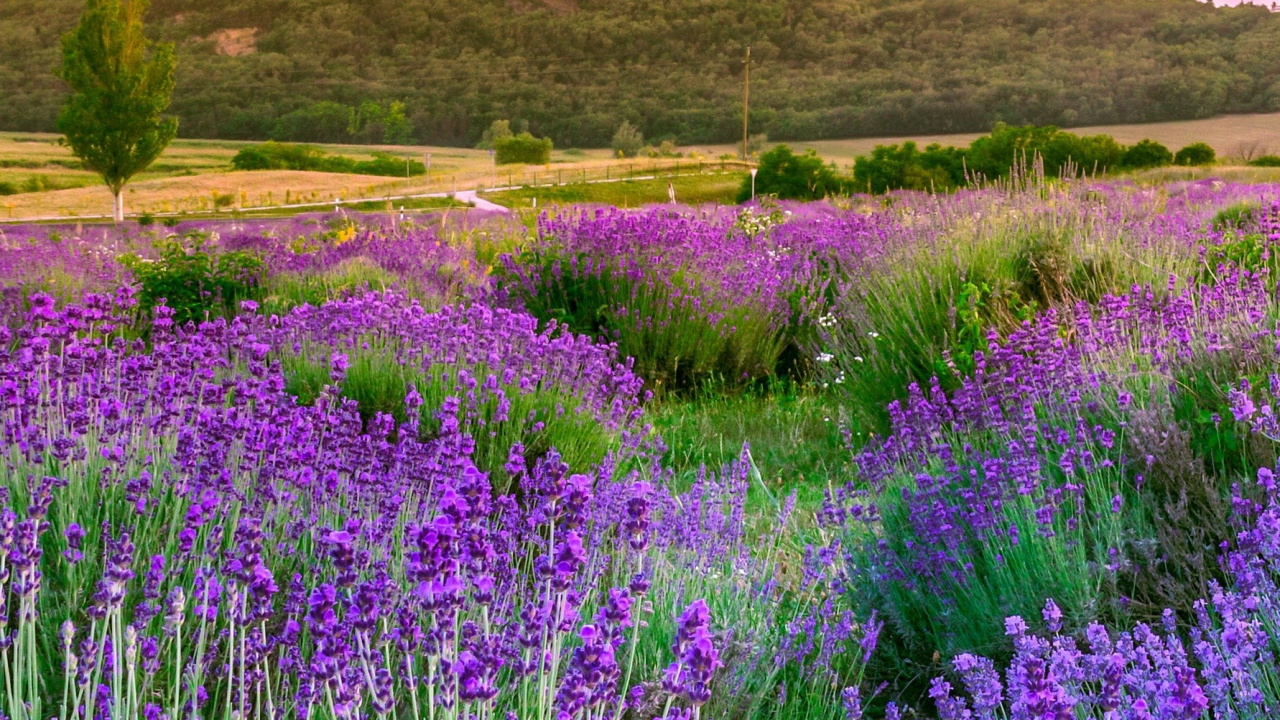 Champs de Lavande, Lavande, Valensole, Green, L'écorégion. Wallpaper in 1280x720 Resolution