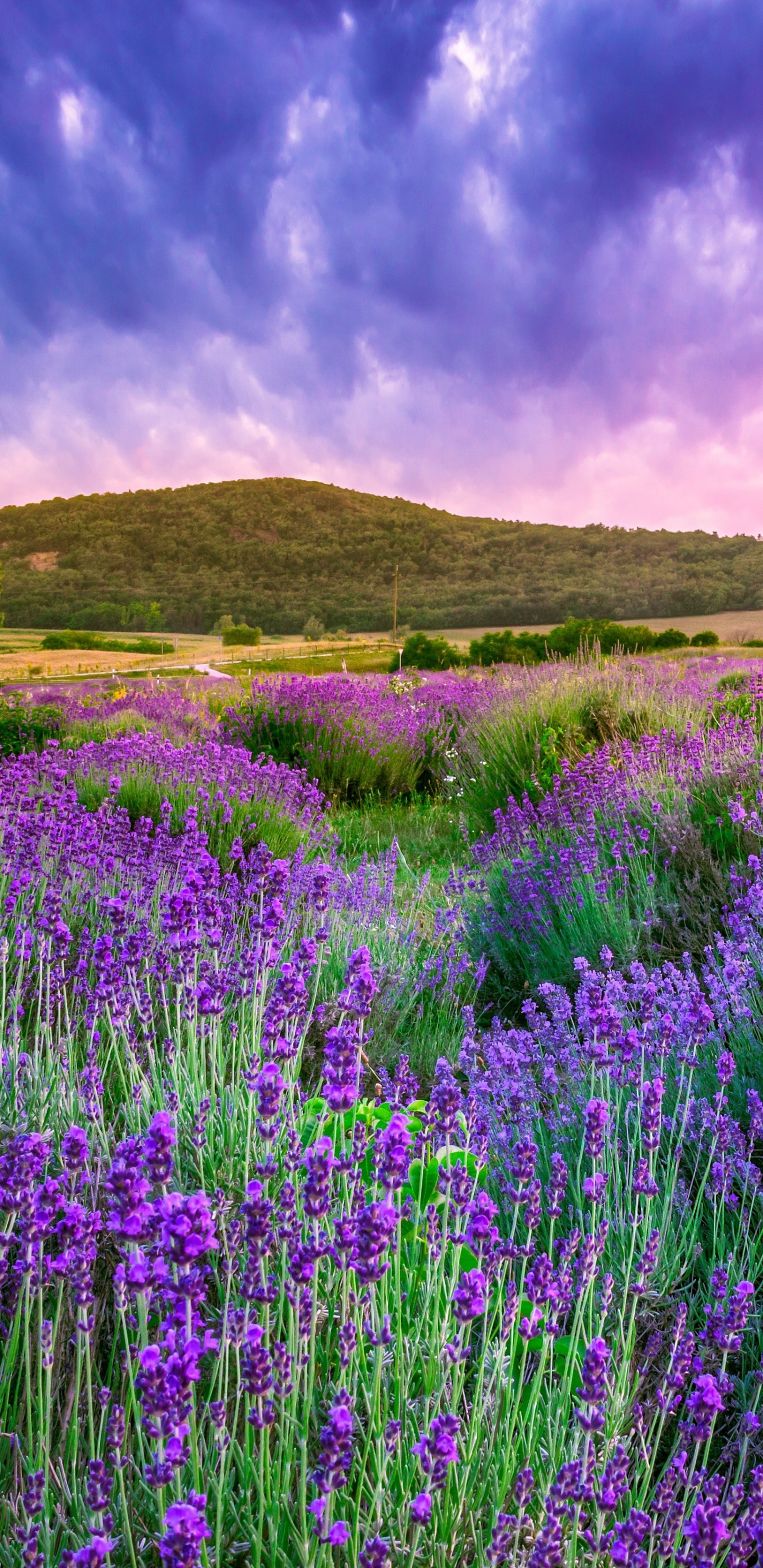 Champs de Lavande, Lavande, Valensole, Green, L'écorégion. Wallpaper in 1440x2960 Resolution