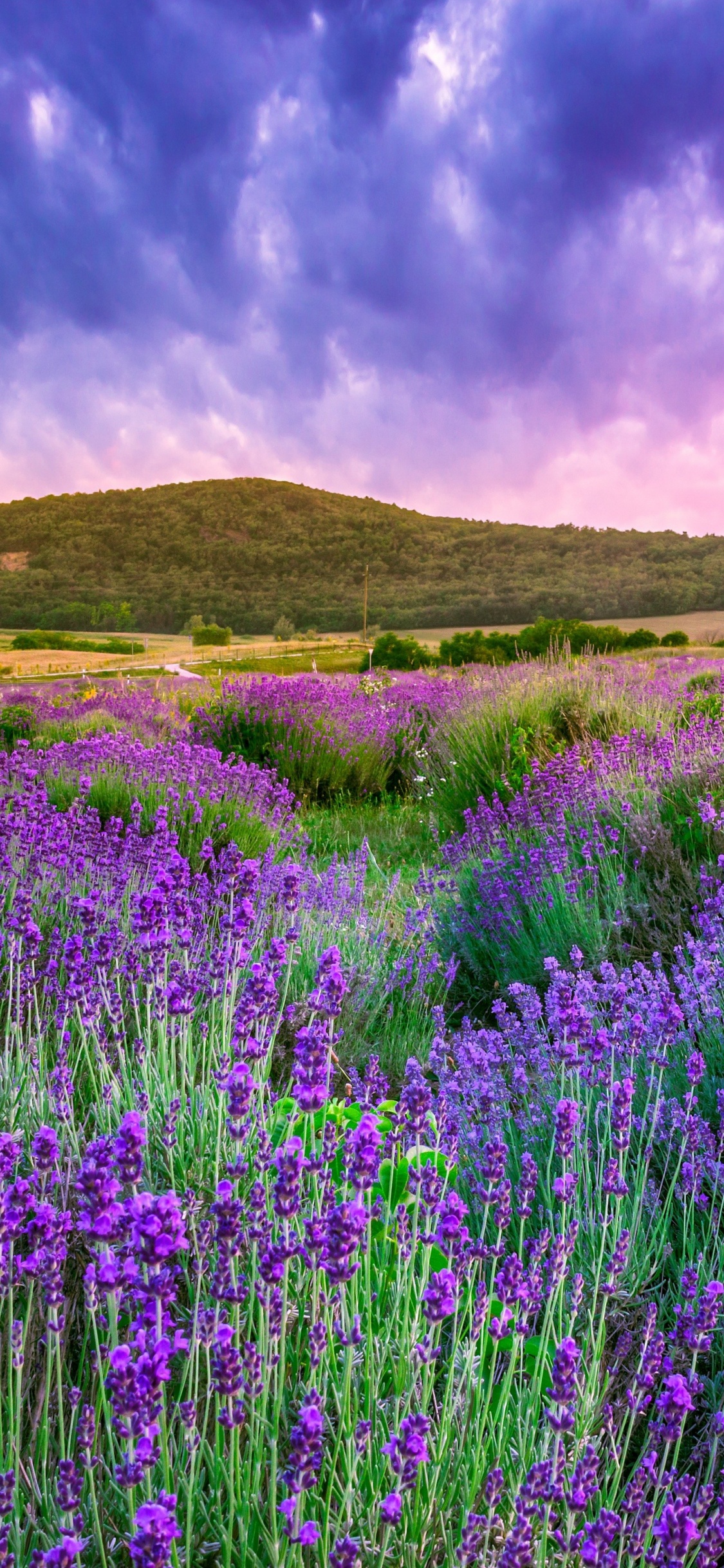Lavendel, Valensole, Cloud, Gr, Ökoregion. Wallpaper in 1125x2436 Resolution