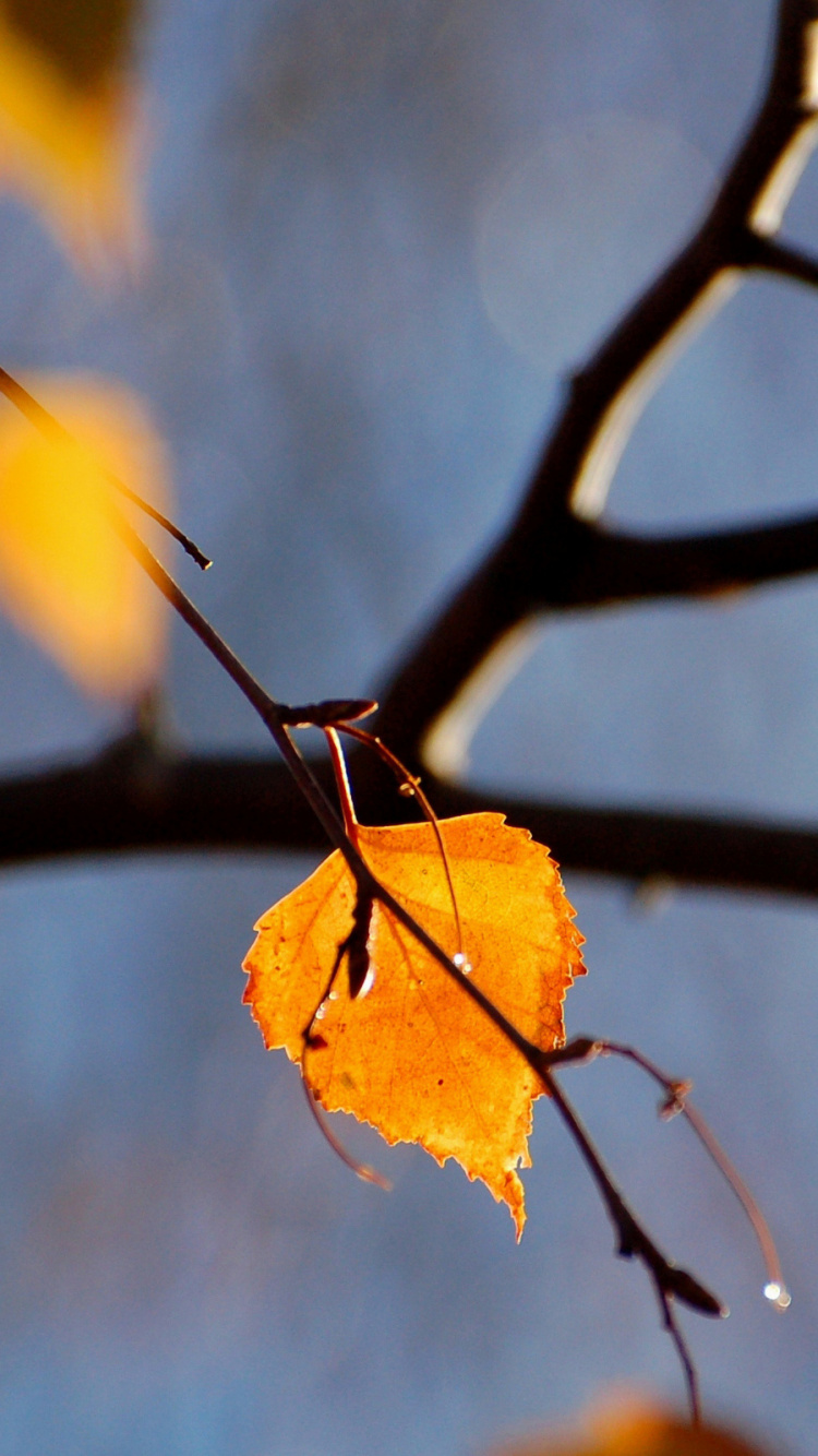 Feuilles Brunes Dans L'objectif à Basculement. Wallpaper in 750x1334 Resolution