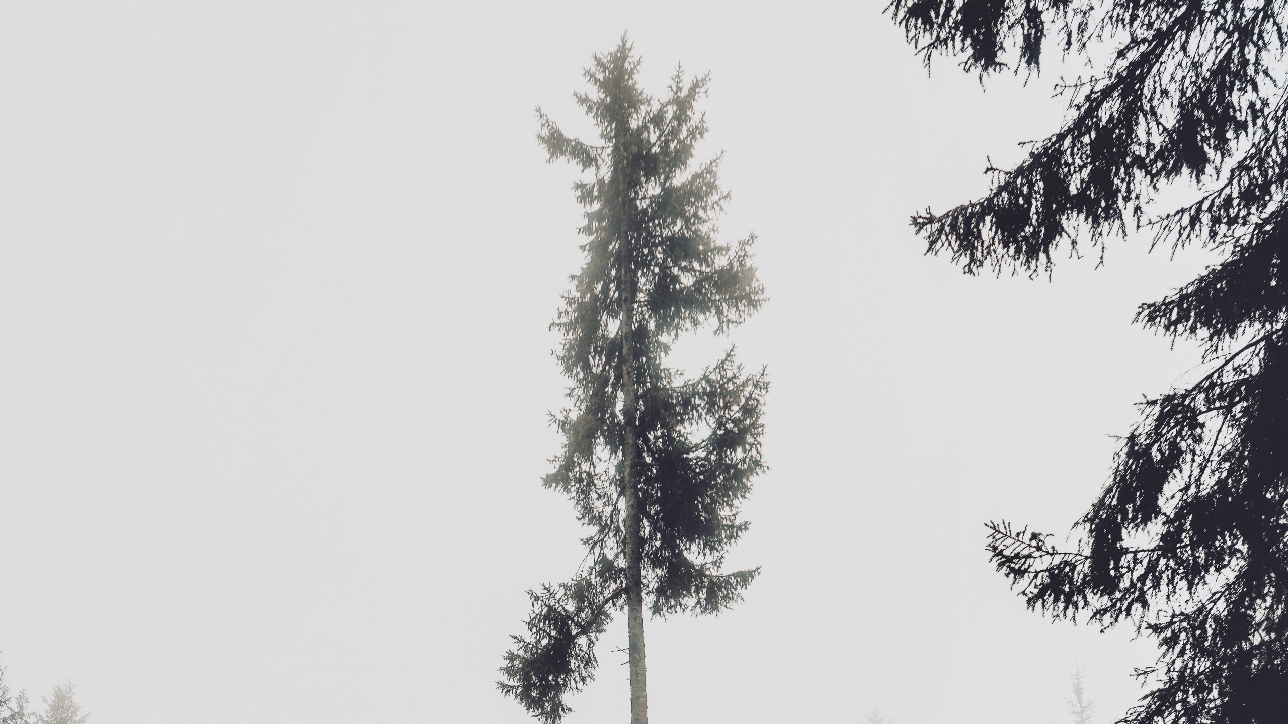 Baum, Nadelbaum, White Pine, Nebel, Drehkiefer. Wallpaper in 2560x1440 Resolution