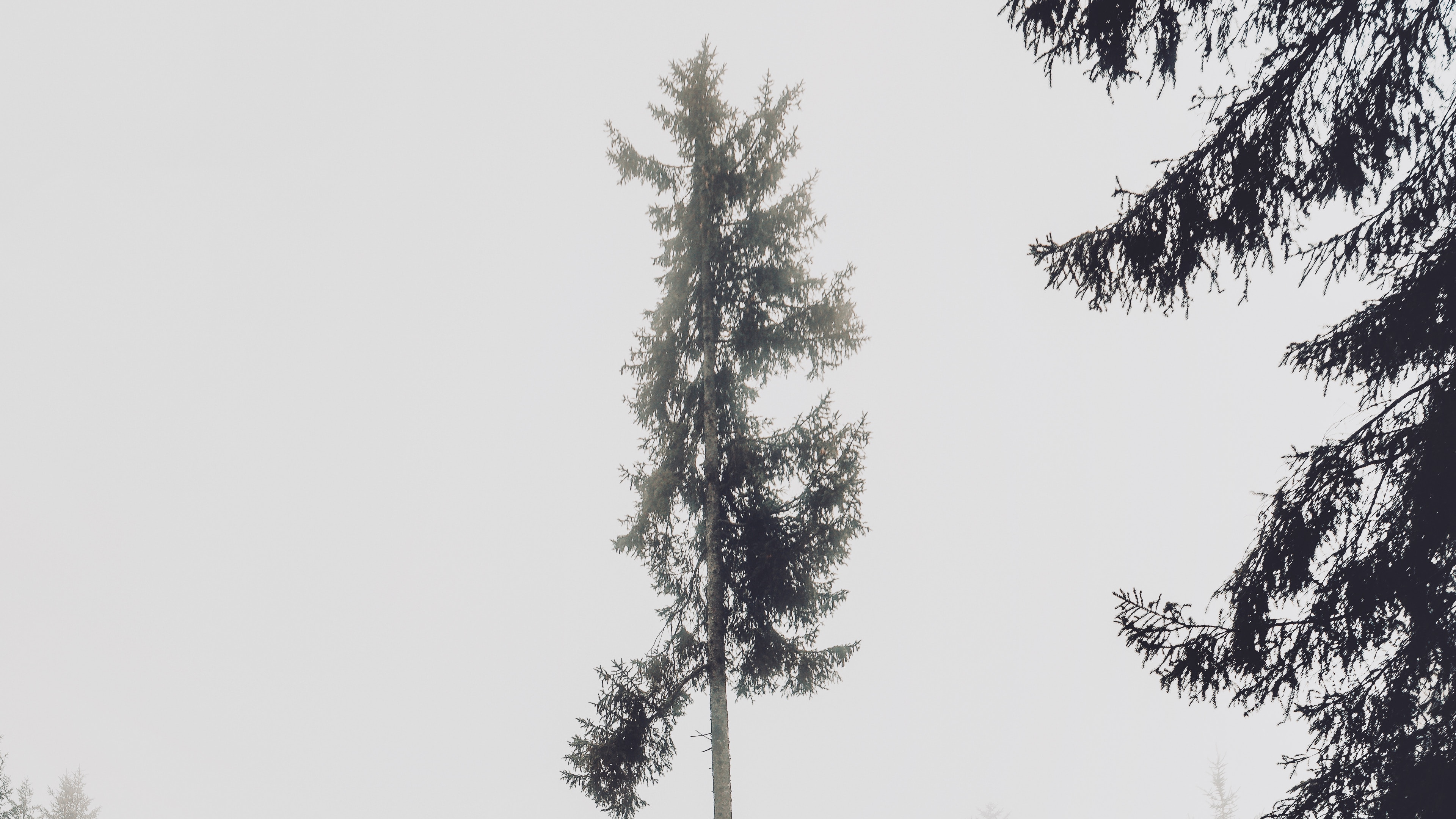 Baum, Nadelbaum, White Pine, Nebel, Drehkiefer. Wallpaper in 3840x2160 Resolution