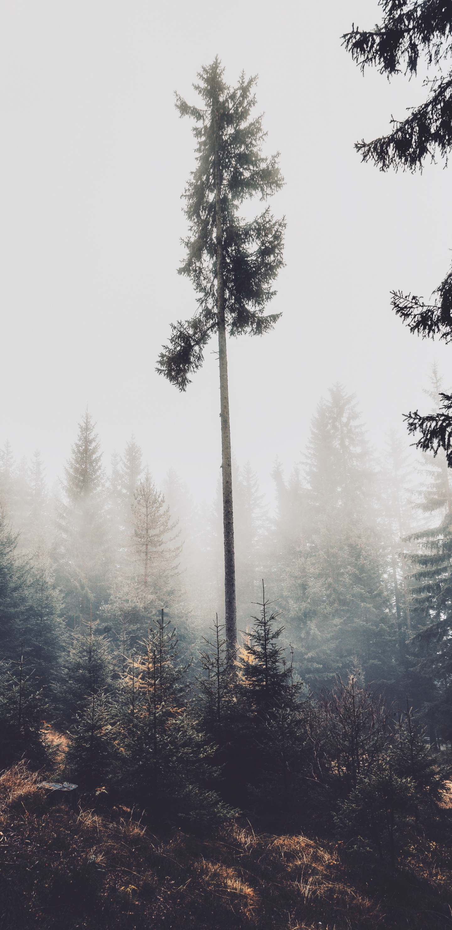 Pin, Conifères, Pin Blanc, Brouillard, le Pin de Murray. Wallpaper in 1440x2960 Resolution