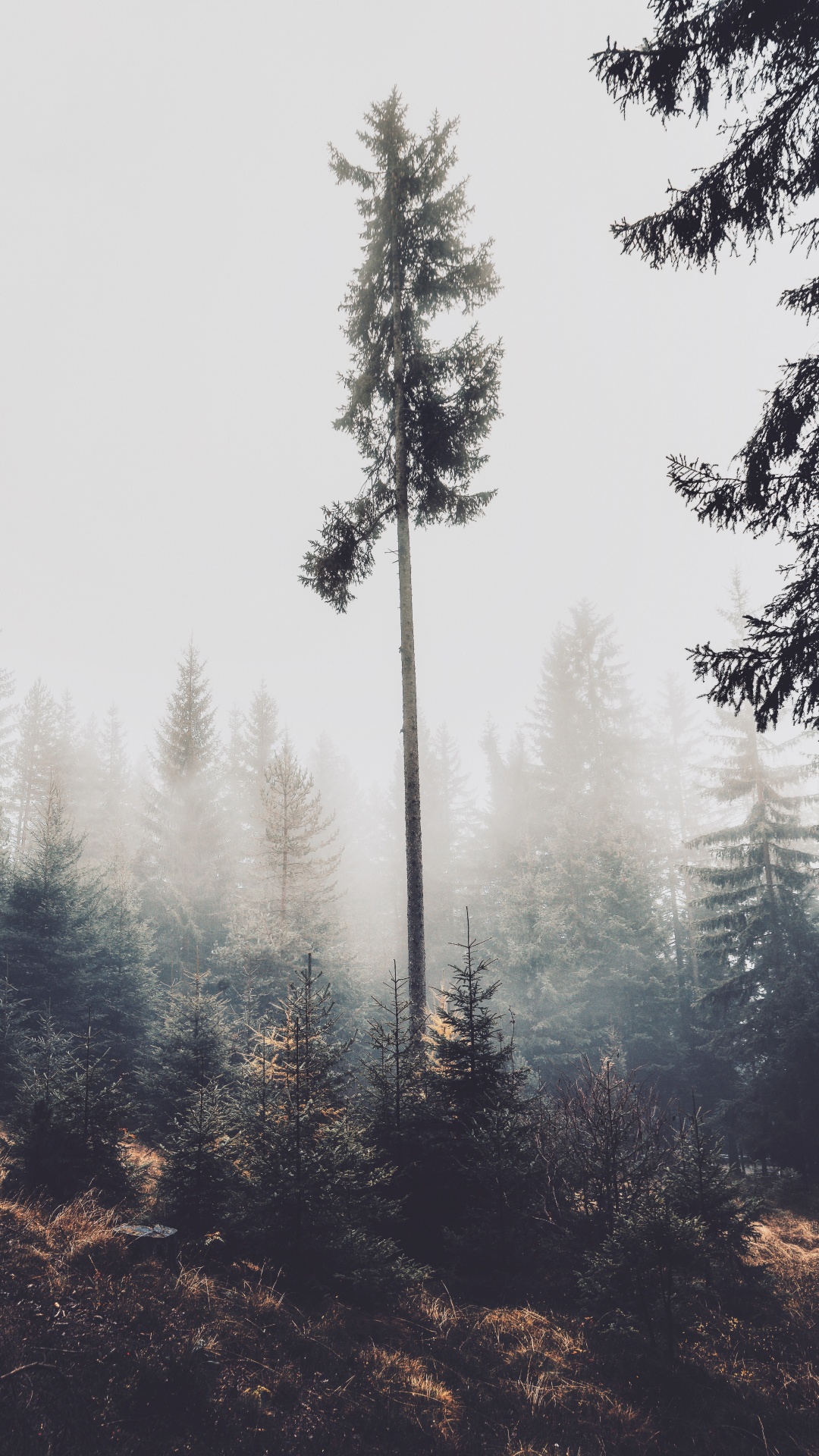 Tree, Pine, Conifers, White Pine, Fog. Wallpaper in 1080x1920 Resolution