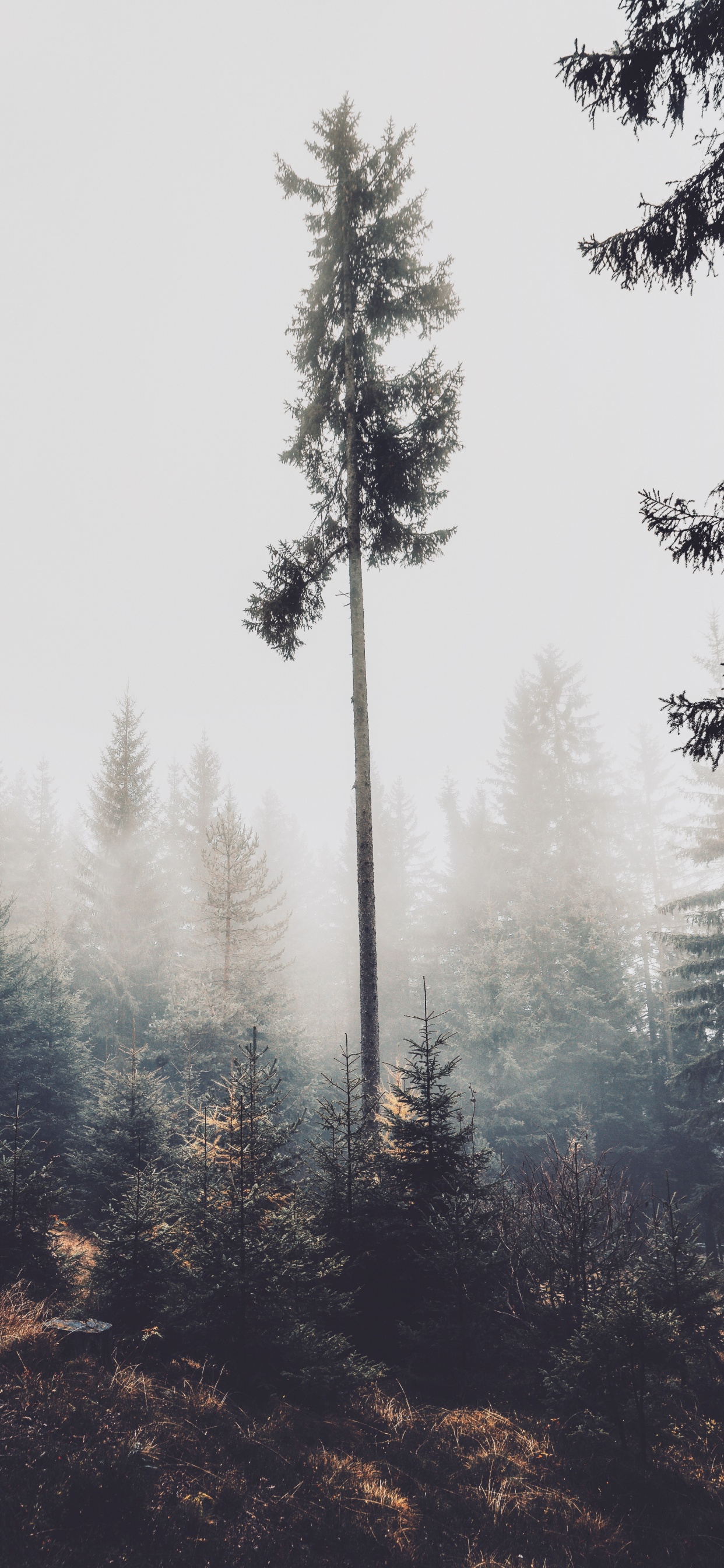 Tree, Pine, Conifers, White Pine, Fog. Wallpaper in 1242x2688 Resolution