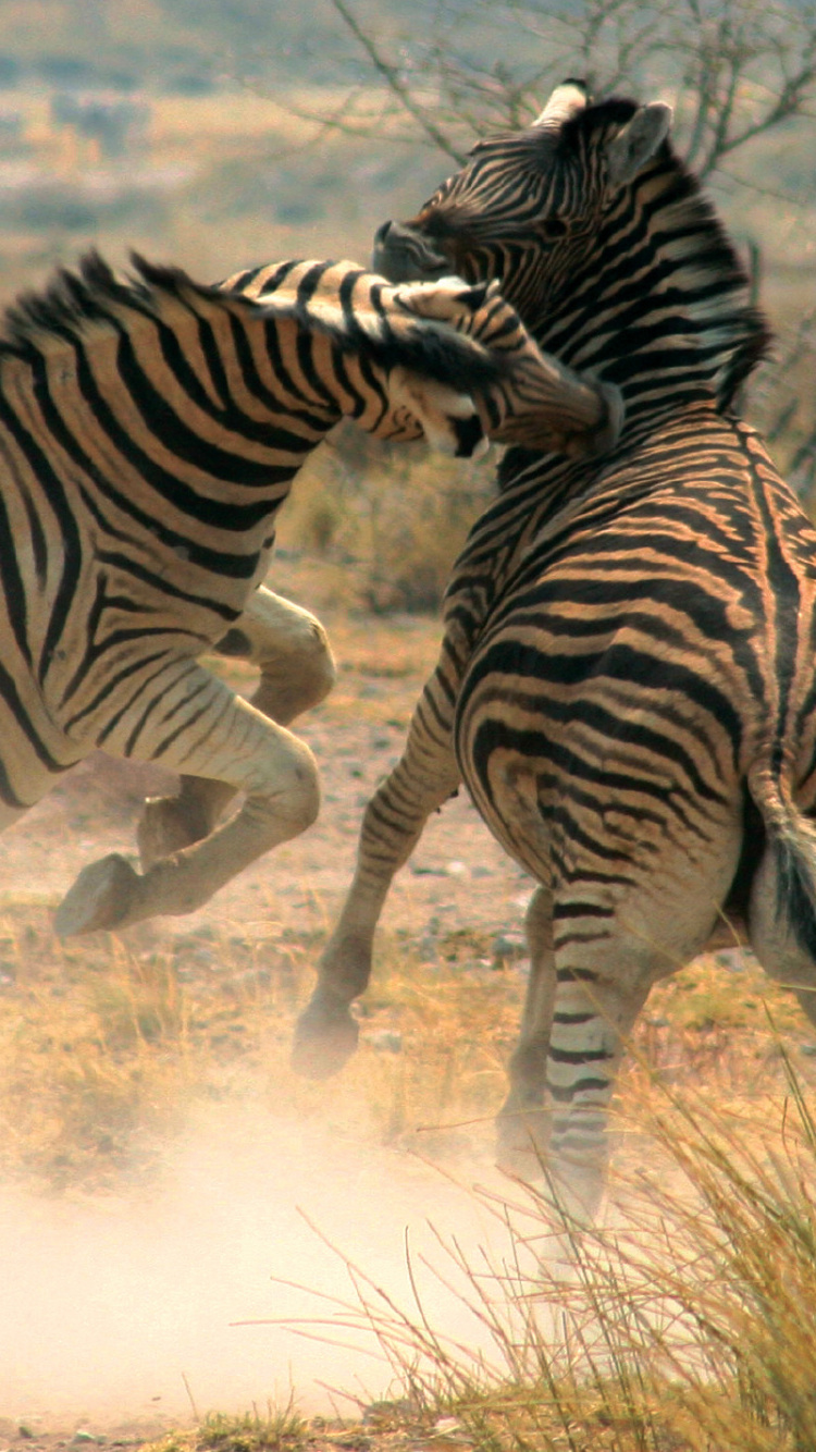 Zebra Eating Grass During Daytime. Wallpaper in 750x1334 Resolution