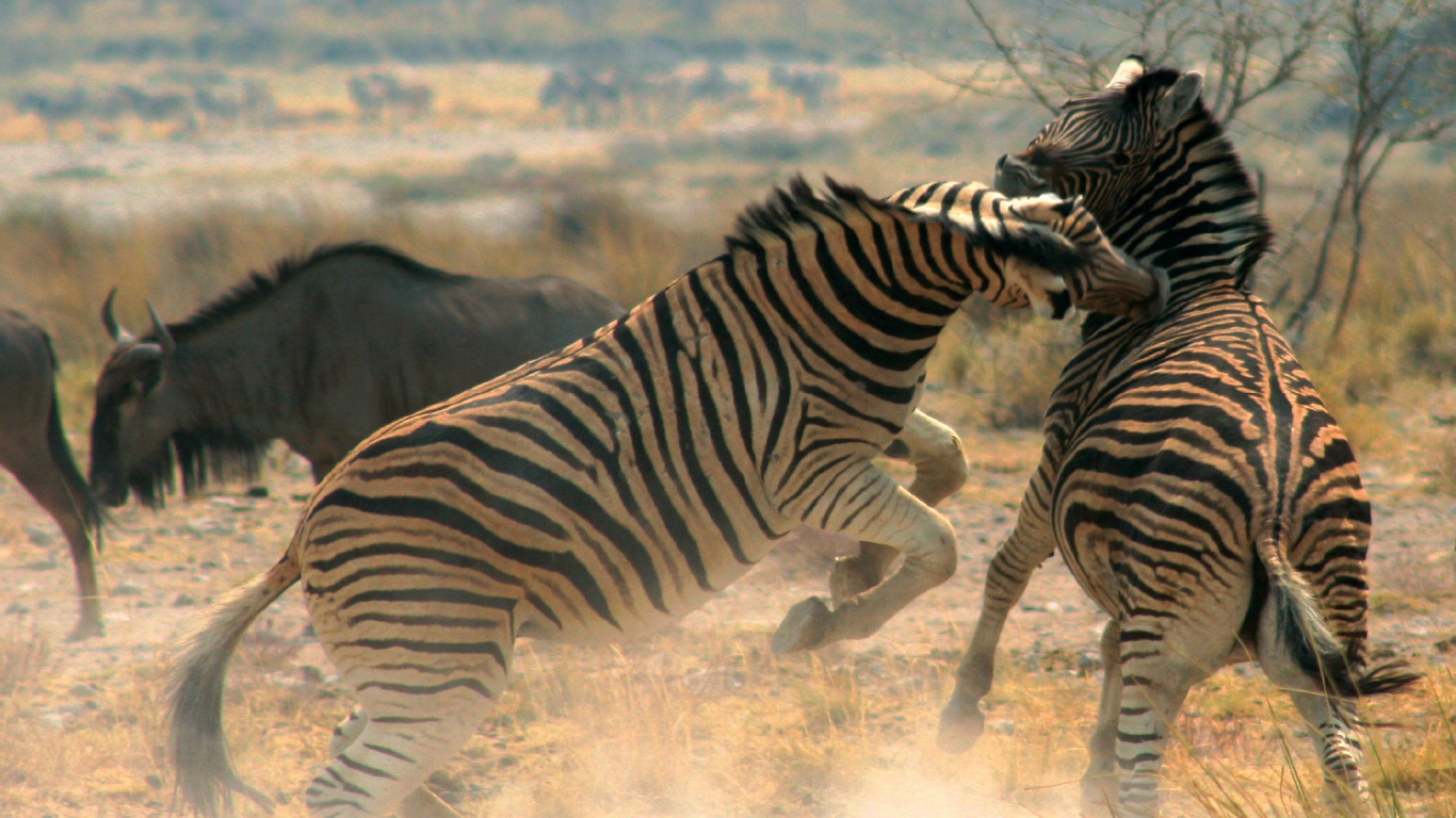 Zebra, Das Tagsüber Gras Isst. Wallpaper in 1366x768 Resolution