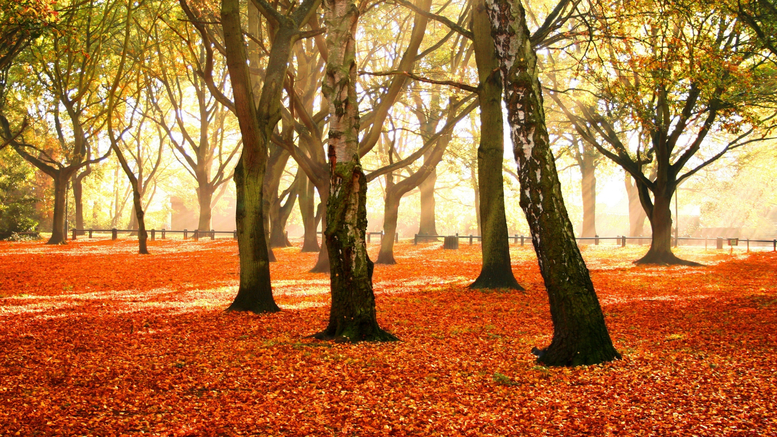 Arbres Bruns Sur Des Feuilles Séchées Brunes au Sol Pendant la Journée. Wallpaper in 2560x1440 Resolution