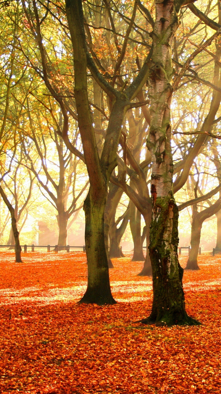 Brown Trees on Brown Dried Leaves on Ground During Daytime. Wallpaper in 750x1334 Resolution