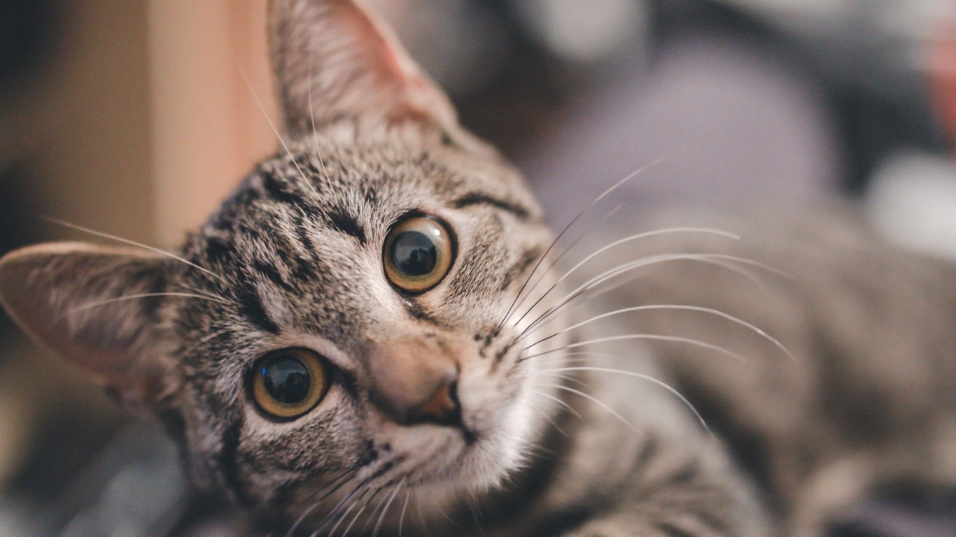 Gato Atigrado Plateado Sobre Textil Negro. Wallpaper in 1366x768 Resolution