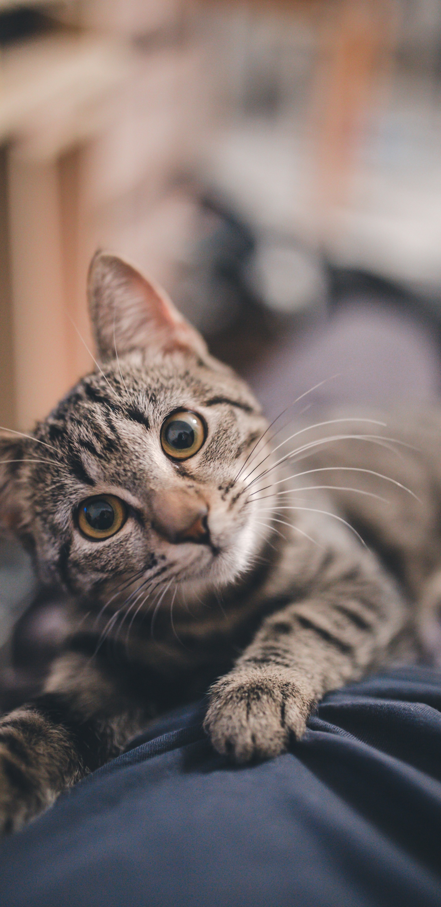 Gato Atigrado Plateado Sobre Textil Negro. Wallpaper in 1440x2960 Resolution