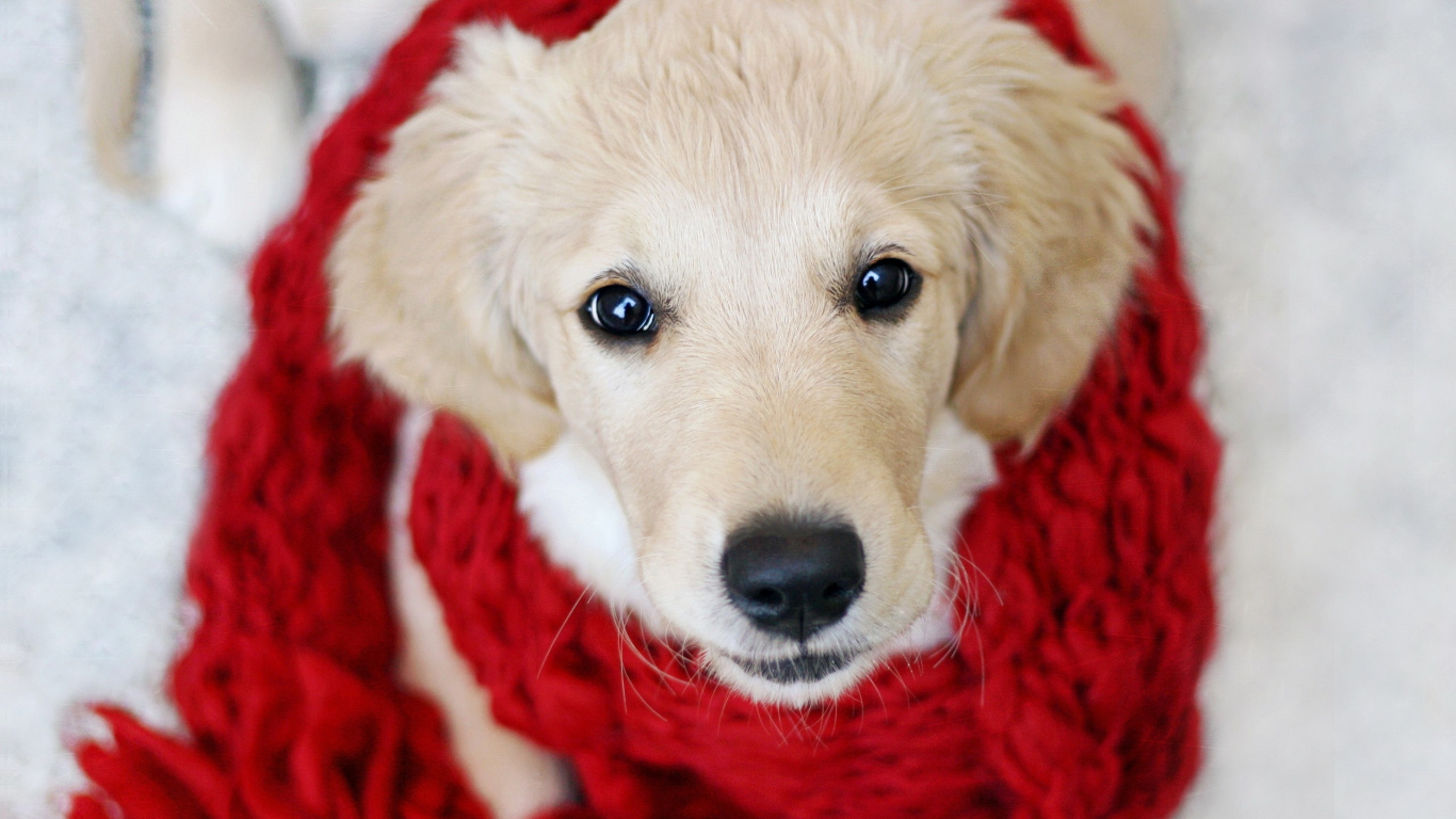 Yellow Labrador Retriever Puppy Covered With Red Blanket. Wallpaper in 1366x768 Resolution