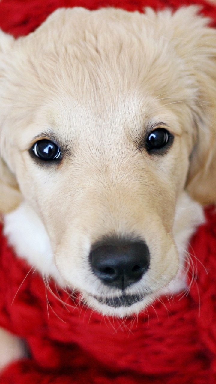 Yellow Labrador Retriever Puppy Covered With Red Blanket. Wallpaper in 720x1280 Resolution