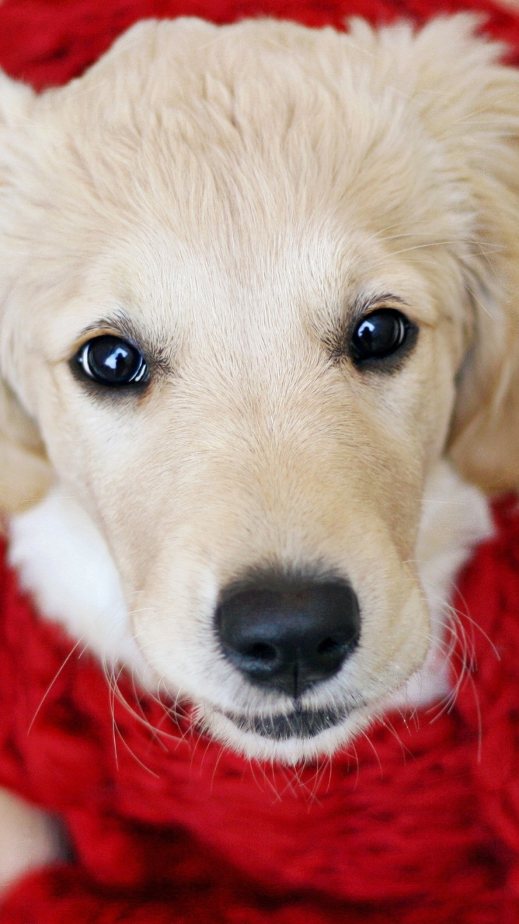 Yellow Labrador Retriever Puppy Covered With Red Blanket. Wallpaper in 750x1334 Resolution
