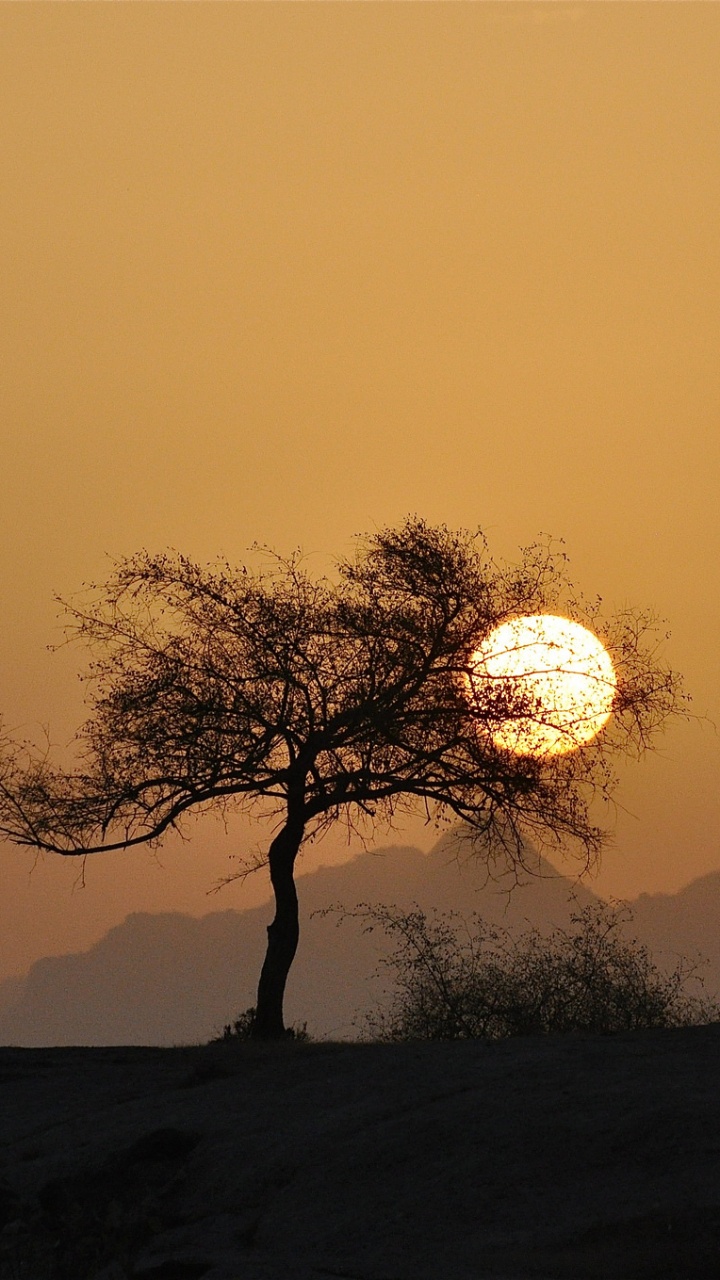 Silhouette D'arbre Pendant le Coucher du Soleil. Wallpaper in 720x1280 Resolution