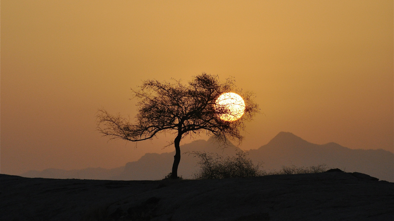 Baumsilhouette Bei Sonnenuntergang. Wallpaper in 1280x720 Resolution