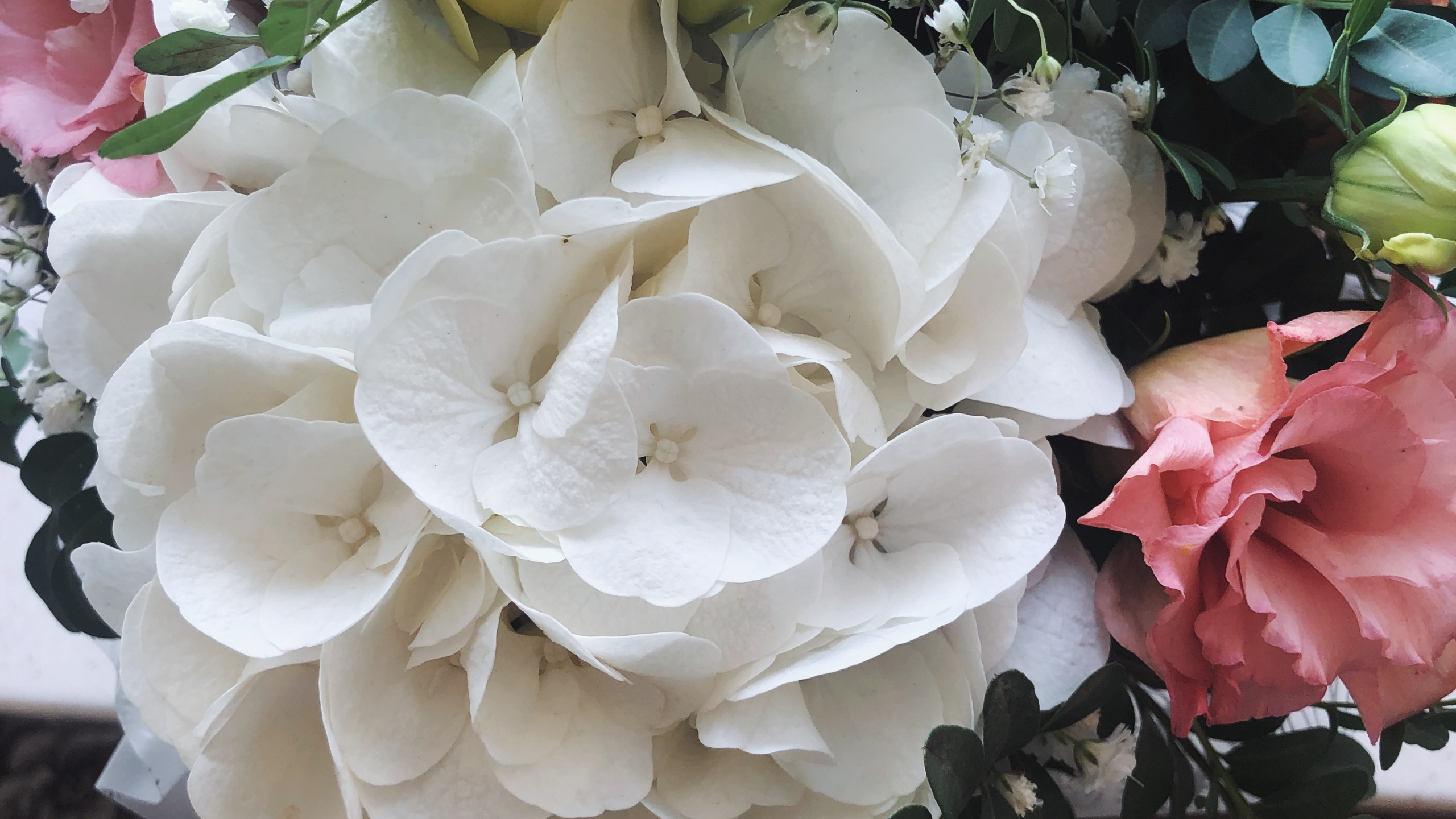 花卉设计, 粉红色, 切花, 花艺, 显花植物 壁纸 2560x1440 允许