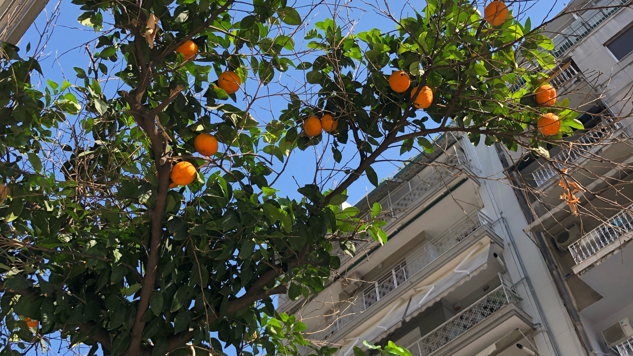 Biología, Árbol de la Fruta, Barrio, Fachada, Cítricos. Wallpaper in 1280x720 Resolution