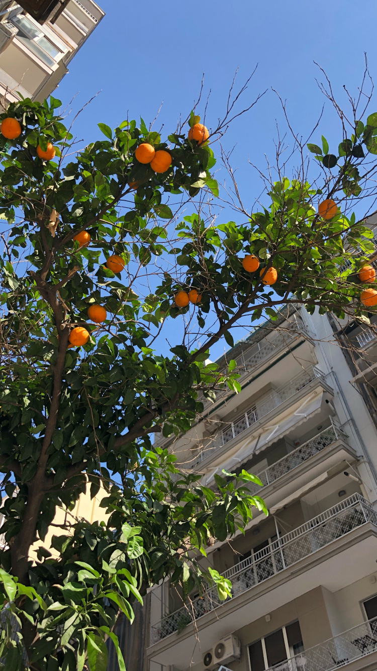 Biología, Árbol de la Fruta, Barrio, Fachada, Cítricos. Wallpaper in 750x1334 Resolution