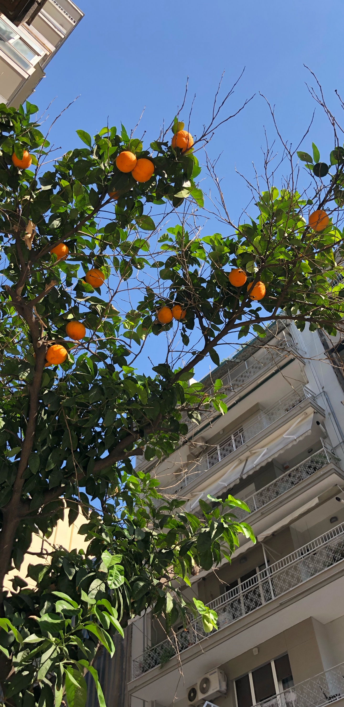 生物学, 果树, 街区, 正面, 房地产 壁纸 1440x2960 允许