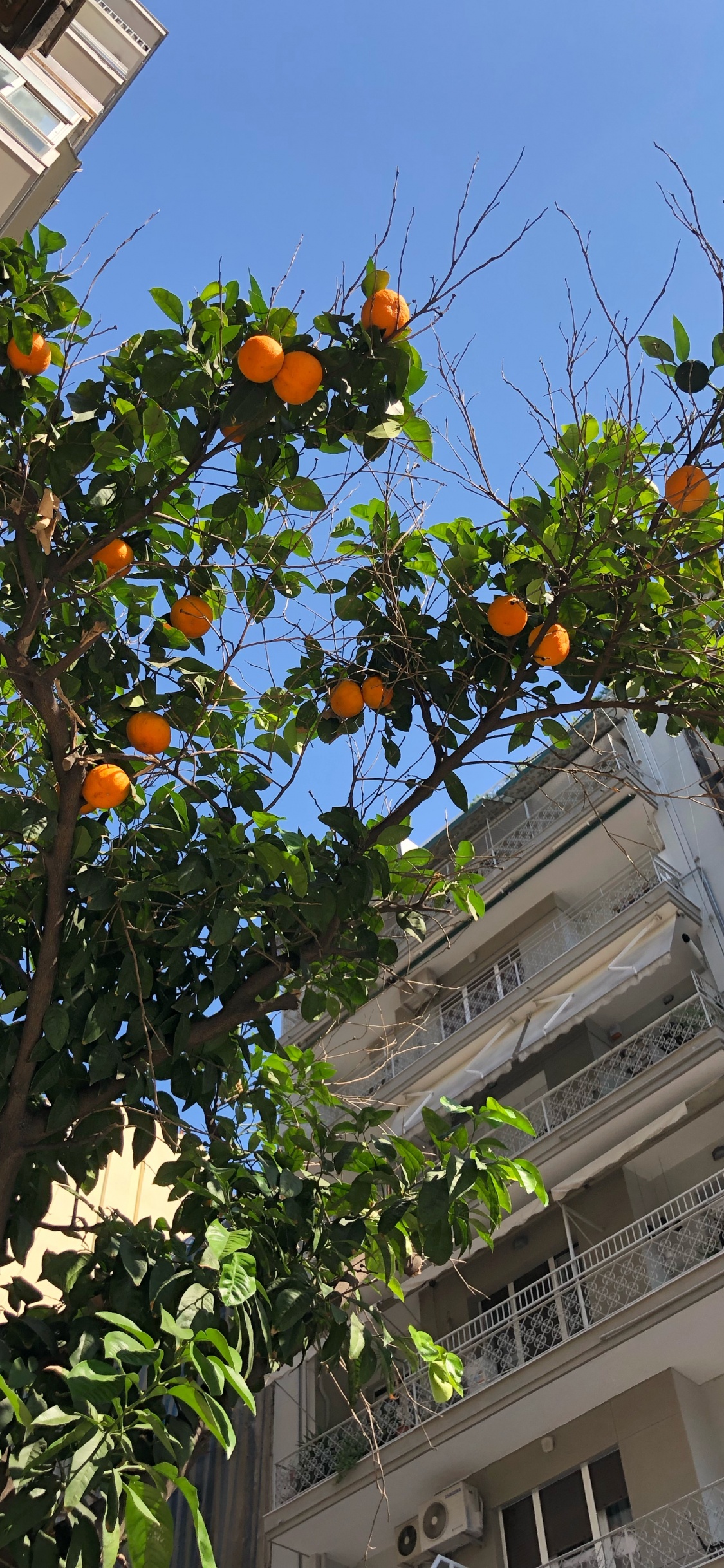 Tree, Leaf, Biology, Fruit Tree, Neighbourhood. Wallpaper in 1125x2436 Resolution
