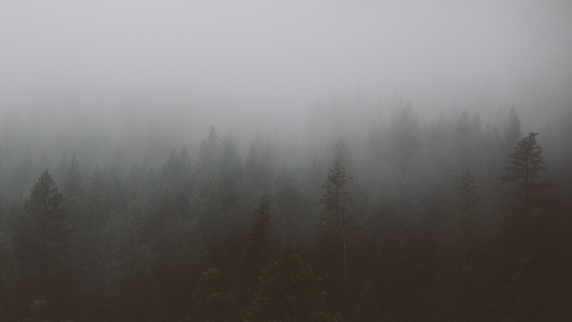 Grüne Kiefern Bedeckt Mit Nebel. Wallpaper in 1920x1080 Resolution