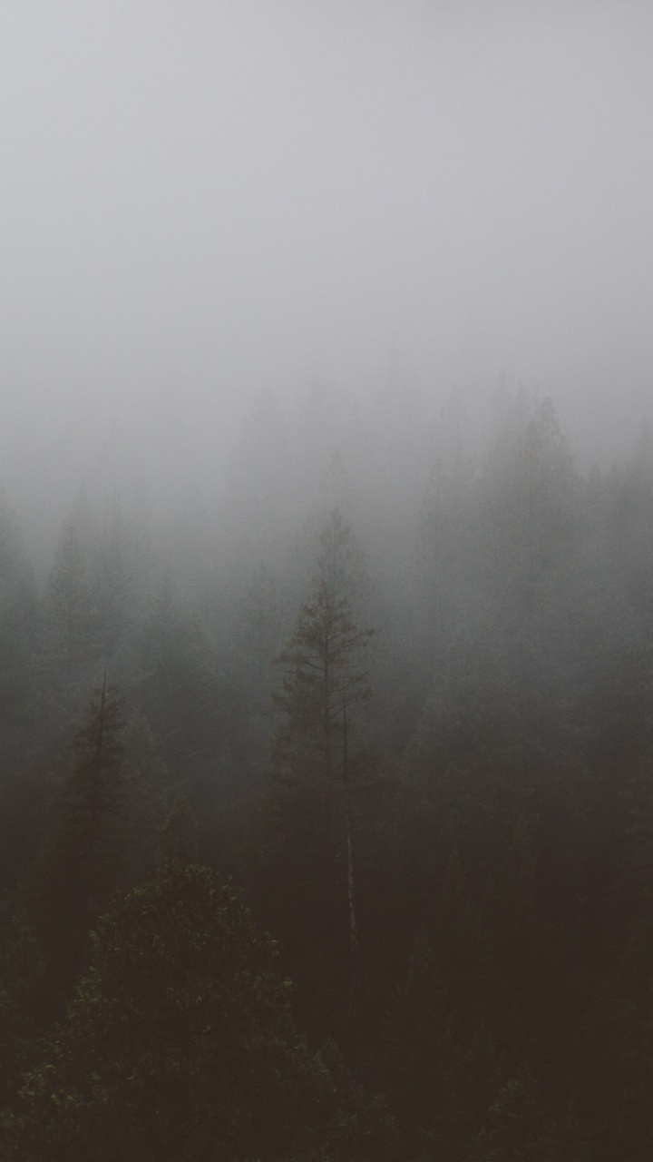 Grüne Kiefern Bedeckt Mit Nebel. Wallpaper in 720x1280 Resolution
