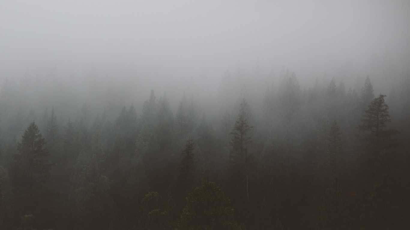 Green Pine Trees Covered With Fog. Wallpaper in 1366x768 Resolution