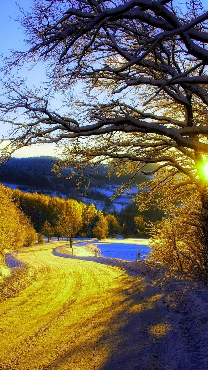 Brown Trees on Brown Field During Daytime. Wallpaper in 720x1280 Resolution