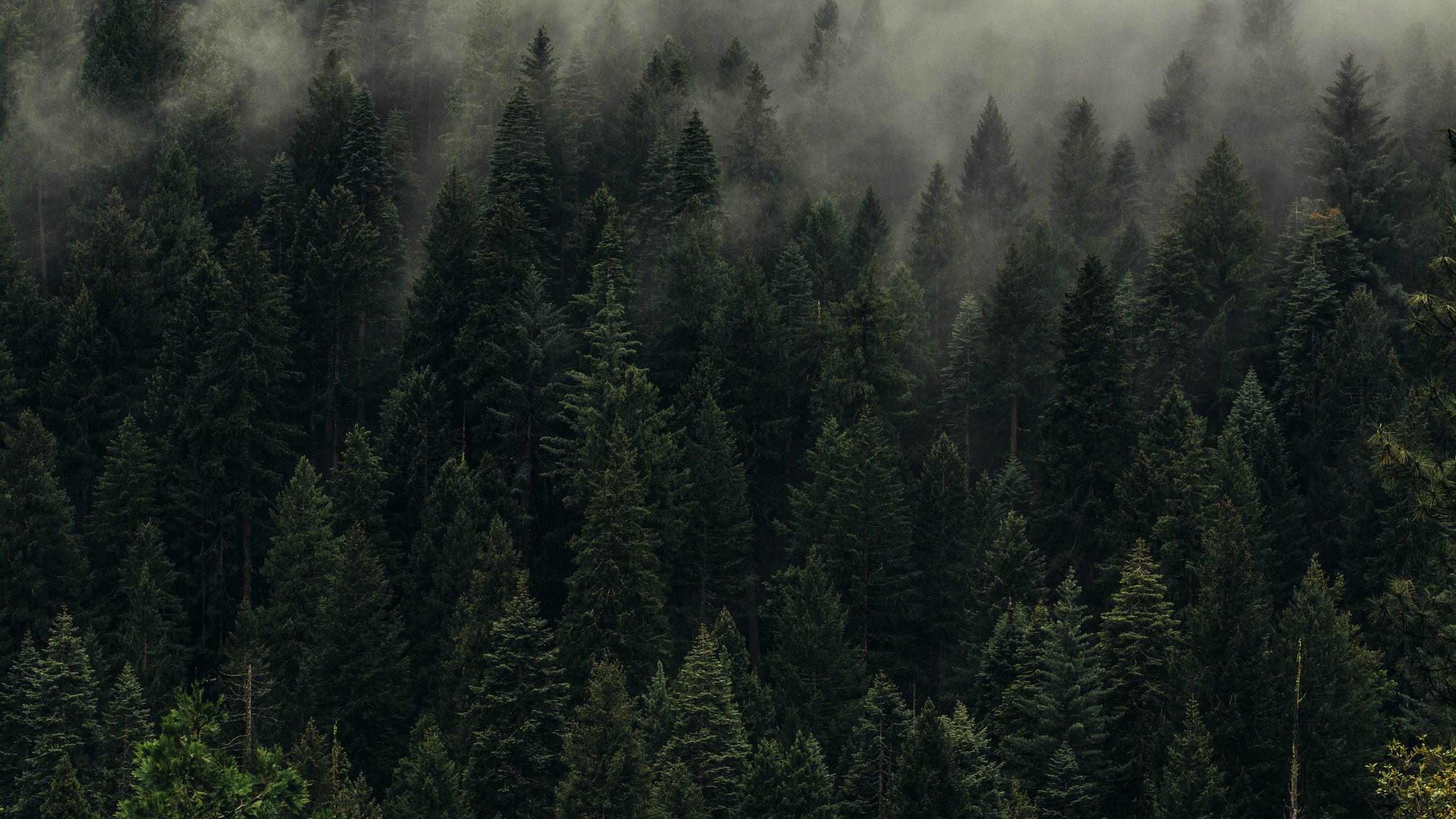 Green Trees on Foggy Weather. Wallpaper in 2560x1440 Resolution